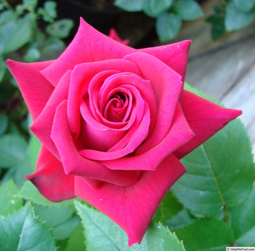 'Megan Dawn' rose photo