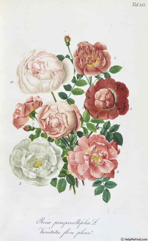 'Alba plena (hybrid spinosissima, Freundlich, c.1861)' rose photo