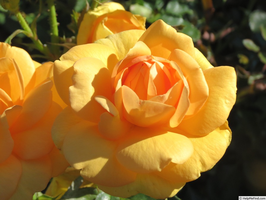 'South Africa' rose photo