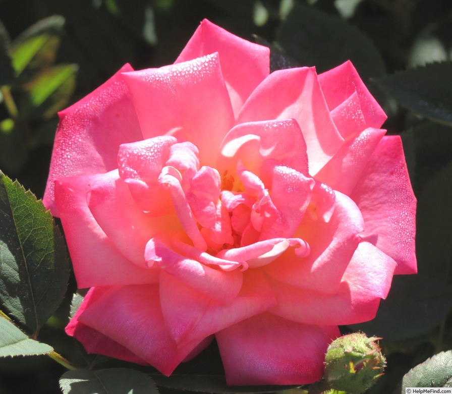 'Peppermint Pop' rose photo