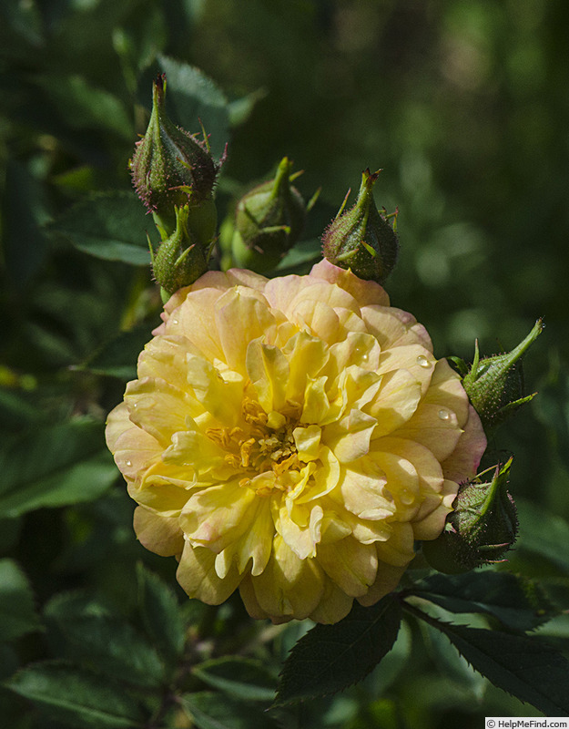 'Orange Cascade' rose photo
