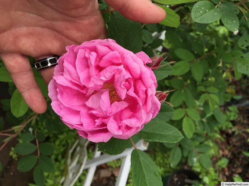 'Ruglauca' rose photo