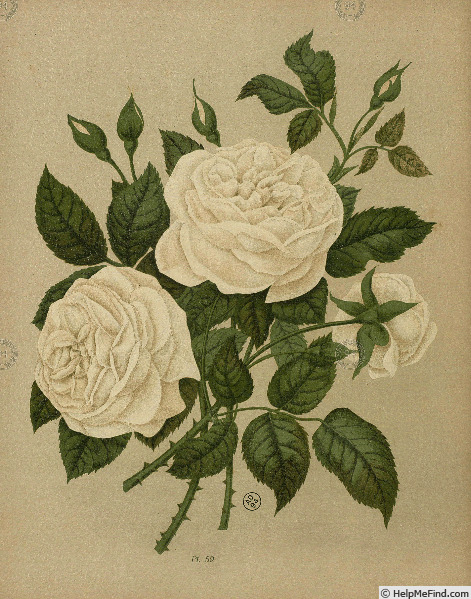 'Boule de Neige (bourbon, Lacharme, 1867)' rose photo