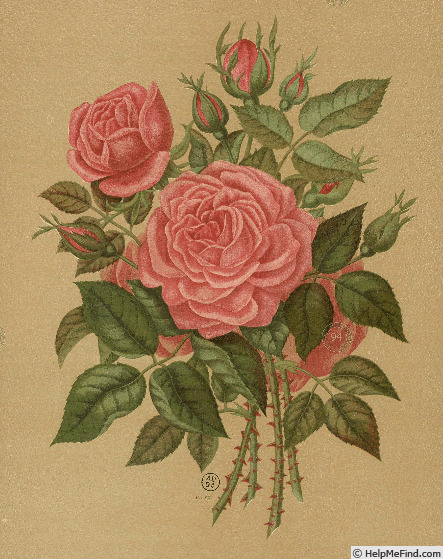 'Princess Mary of Cambridge' rose photo