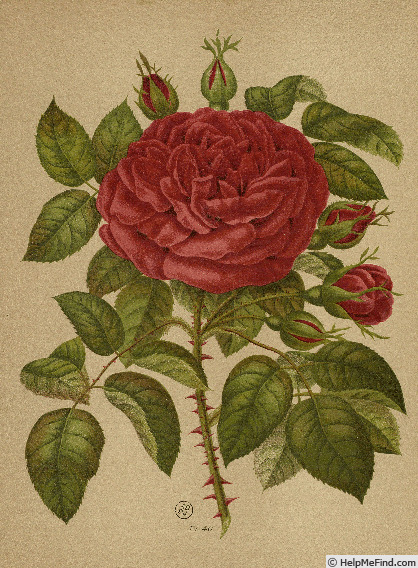 'Jules Margottin (Hybrid Perpetual, Margottin, 1853)' rose photo