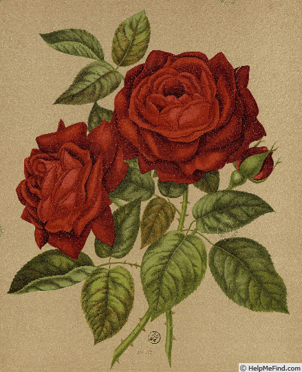 'Jean Liabaud' rose photo