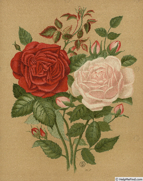 'Hélène Paul' rose photo