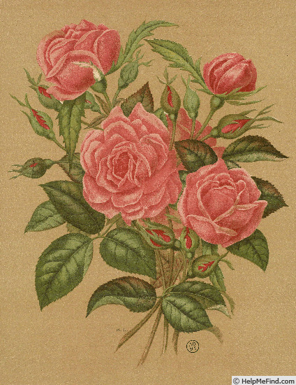 'Mademoiselle Eugénie Verdier (hybrid perp., Guillot, 1859)' rose photo