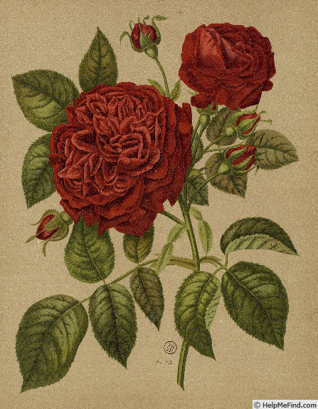 'Duke of Edinburgh (hybrid perpetual, Paul, 1868)' rose, click to enlarge 'Duke of Edinburgh (hybrid perpetual, Paul, 1868)' rose photo