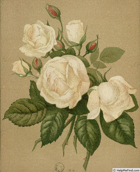'Mélanie Willermoz' rose photo