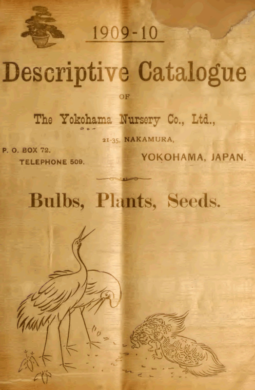 'Descriptive Catalogue of the Yokohama Nursery Co., Ltd. 1909-10'  photo