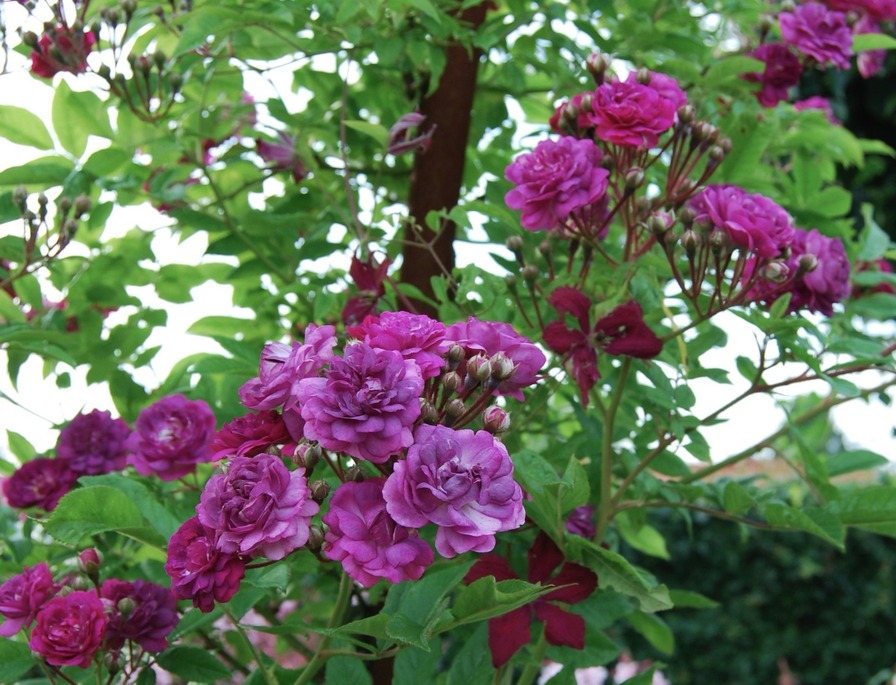 'Rose-Marie Viaud (Rambler, Igoult, 1924)' rose photo