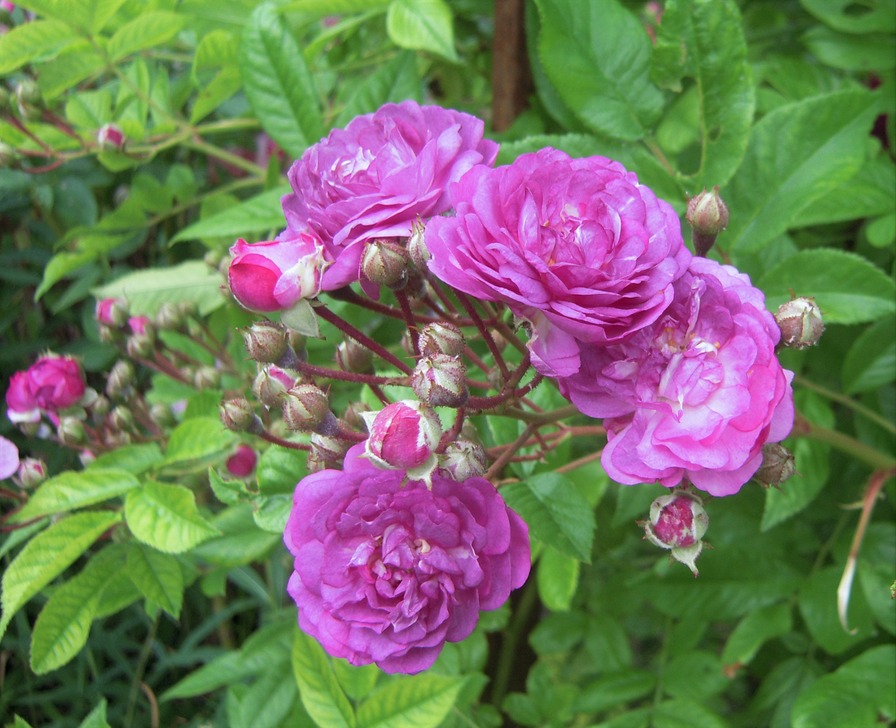 'Rose-Marie Viaud (Rambler, Igoult, 1924)' rose photo