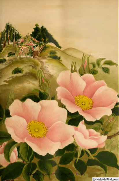 'Pink Cherokee' rose photo