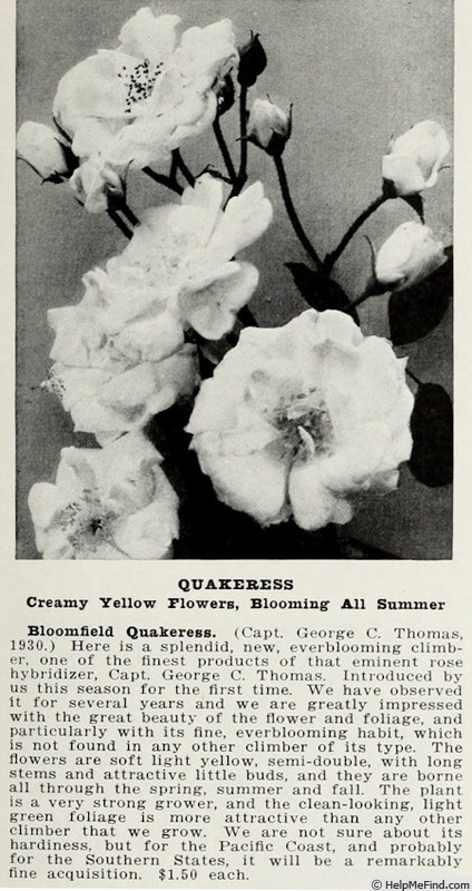 'Bloomfield Quakeress (climber, Thomas, 1929)' rose photo