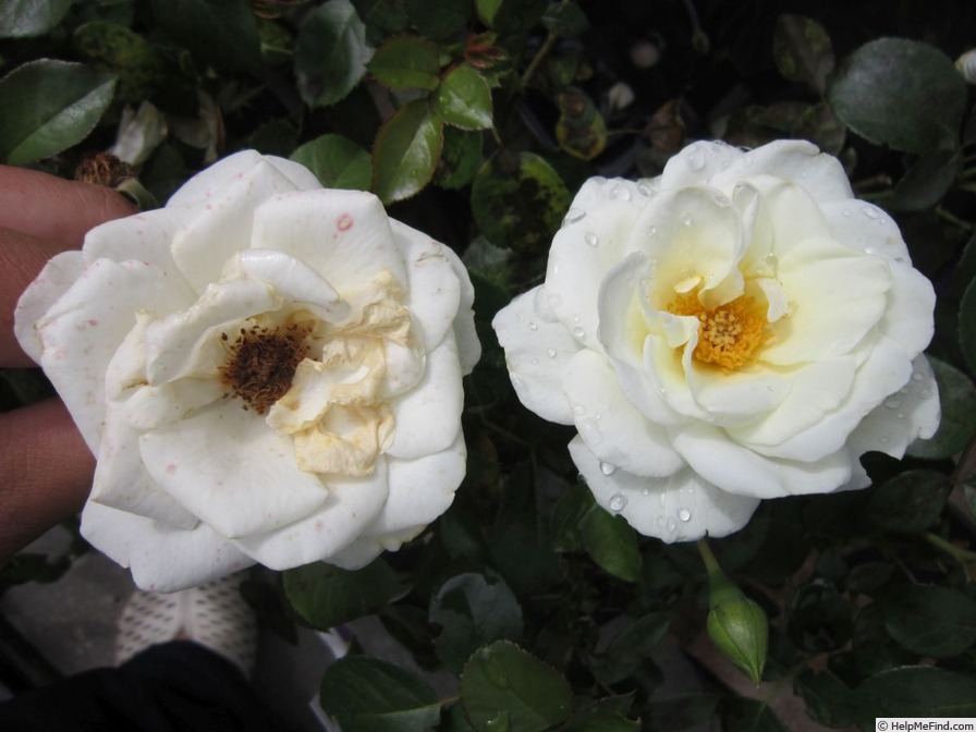 'Kailani ™' rose photo