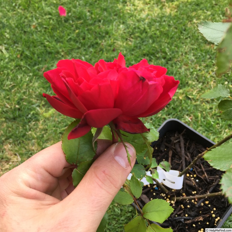 'SExTat 14-001' rose photo