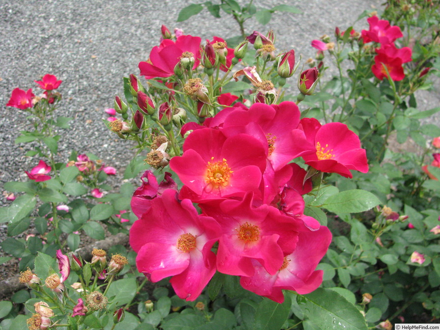 'VISsimred' rose photo