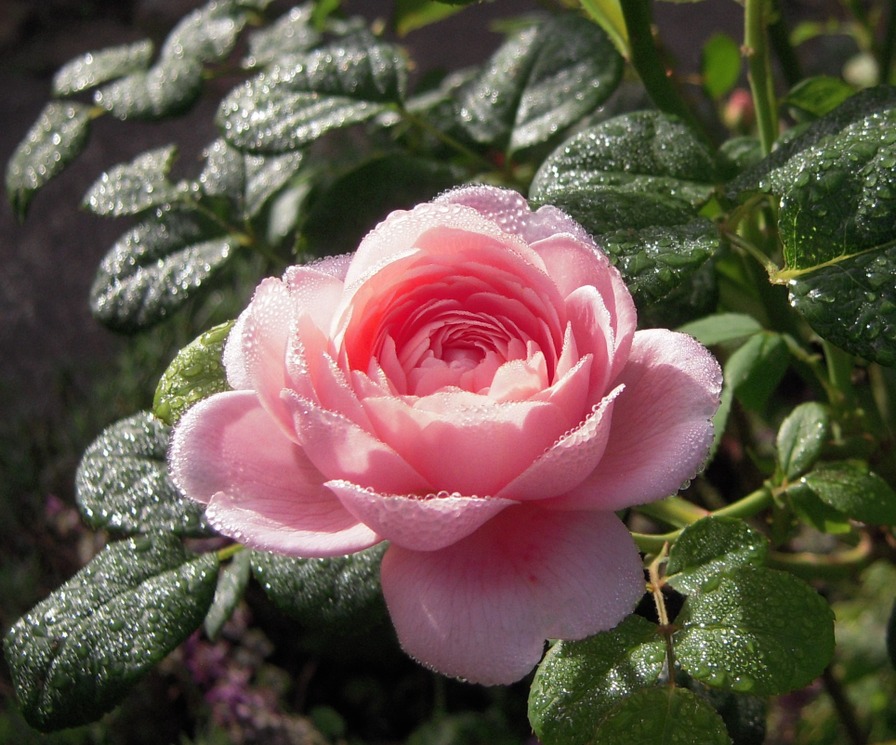 'Queen of Sweden' rose photo