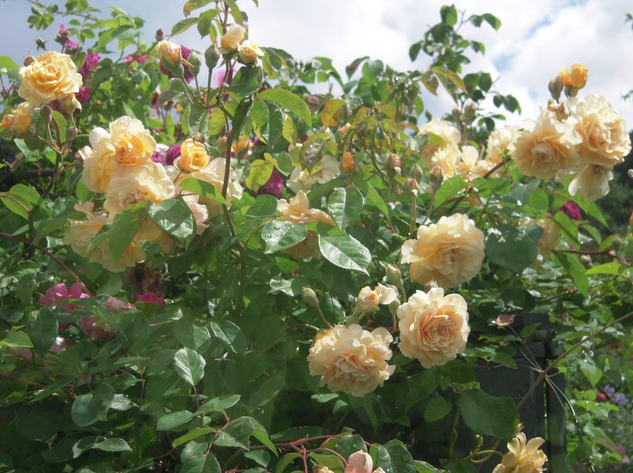'Buff Beauty (Hybrid Musk, Bentall, 1939)' rose photo