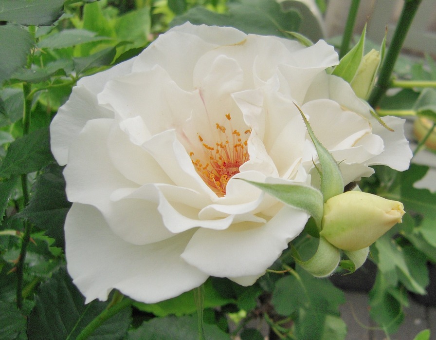 'Margaret Merril (Floribunda, Harkness, 1977)' rose photo