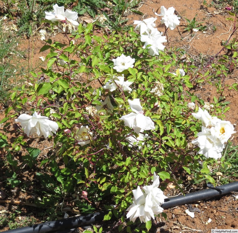 'Rival de Paestum' rose photo