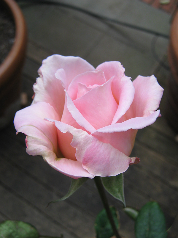 'Linda Porter' rose photo