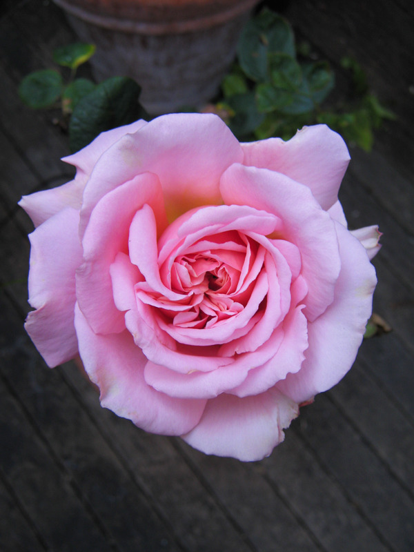 'Linda Porter' rose photo