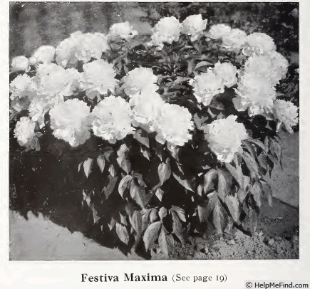 'Festiva Maxima' peony photo