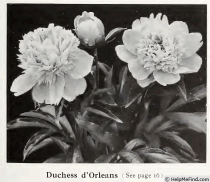 'Duchesse d'Orleans (hybrid lactiflora, Guérin, 1846)' peony photo