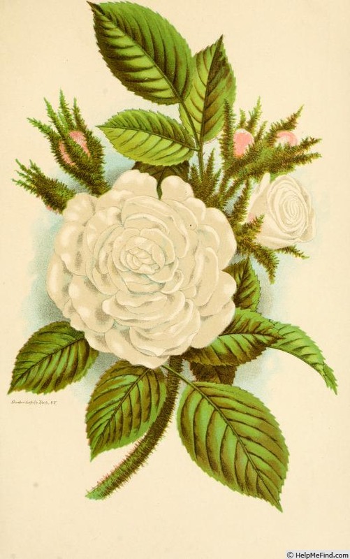 'Clifton Moss' rose photo