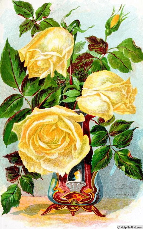 'Perle des Jardins' rose photo