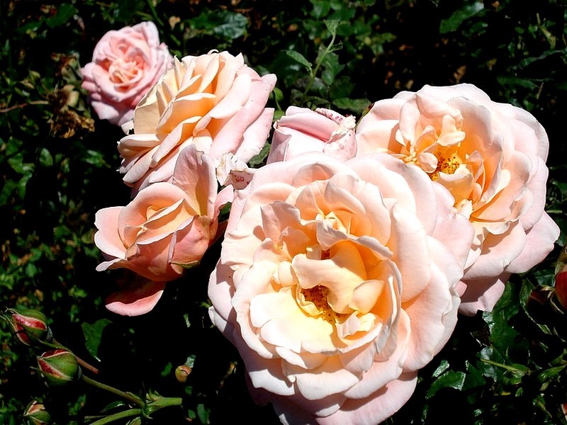 'Kalmar' rose photo