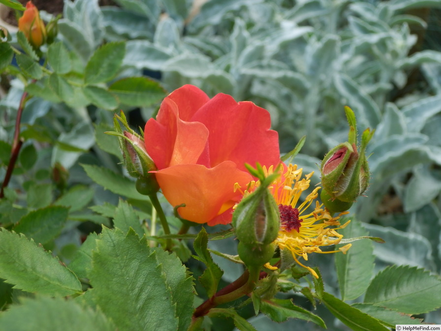 'R. foetida bicolor' rose photo