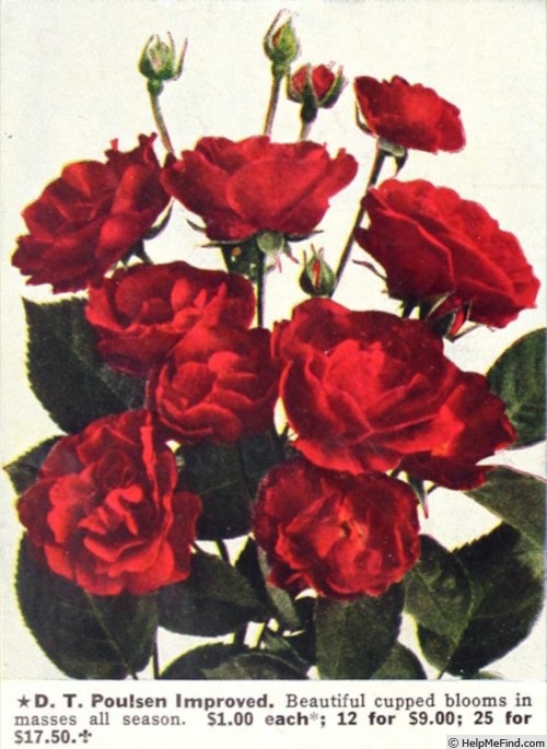 'D.T. Poulsen Improved' rose photo