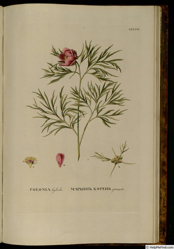 '<i>P. tenuifolia</i> L.' peony photo