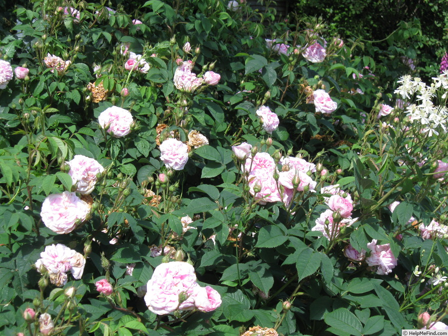 'Maiden's Blush (alba)' rose photo