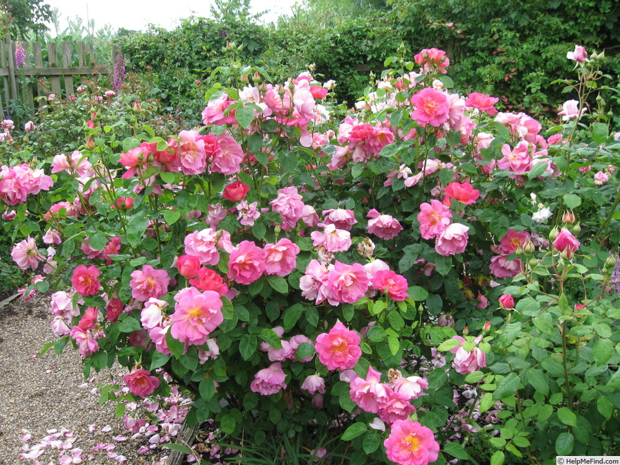 'Herbalist' Rose Photo