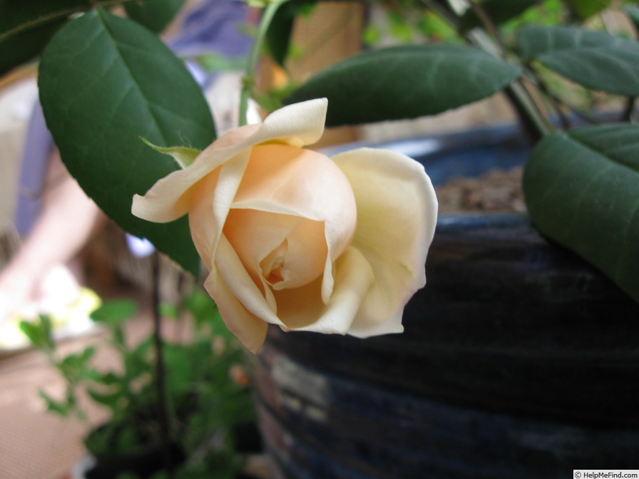 'Safrano (Tea, Beauregard, 1837)' rose photo