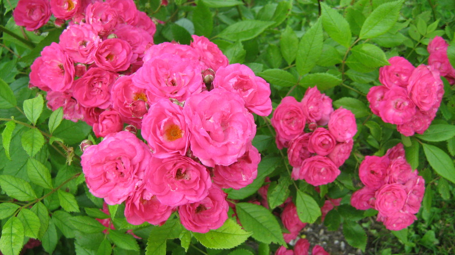'Dinky (hybrid musk, Boudolf 2002)' rose photo
