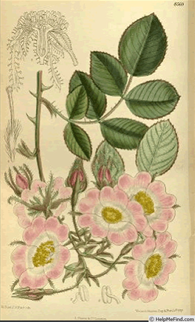 '<i>Rosa setipoda</i> Hemsl. & E.H.Wilson' rose photo