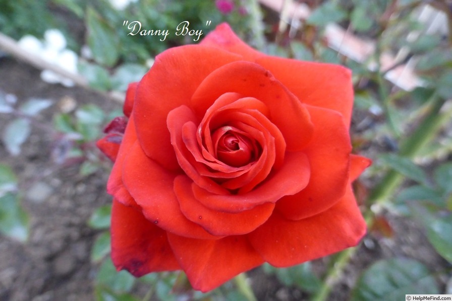 'Danny Boy (miniature, Dickson, 2000)' rose photo
