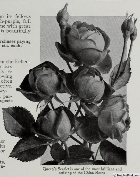 'Queen's Scarlet (china, Hallock 1880)' rose photo