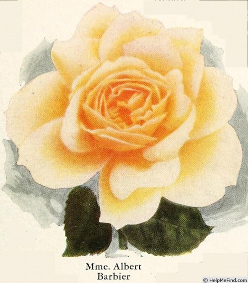 'Madame Albert Barbier' rose photo