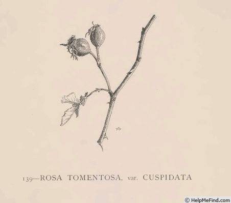 '<i>R. tomentosa</I> var. <i>cuspidata</i>' rose photo