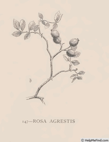 '<i>Rosa agrestis</i> Savi' rose photo