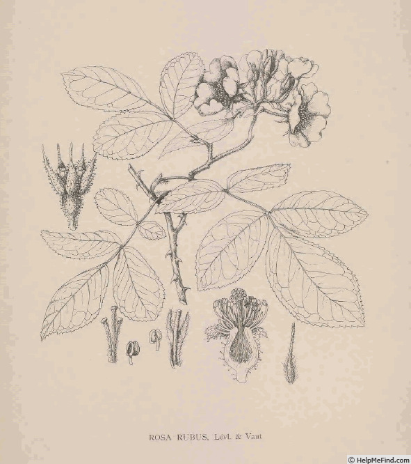 '<i>Rosa rubus</i> H.Lév. & Vaniot' rose photo