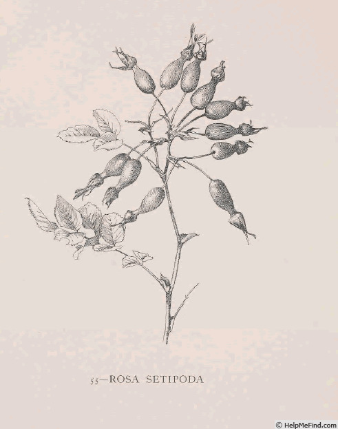 'R. setipoda' rose photo