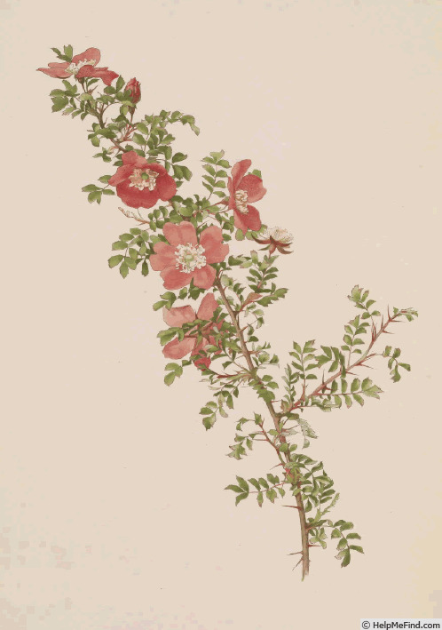 '<i>Rosa willmottiae</i> Hemsl.' rose photo