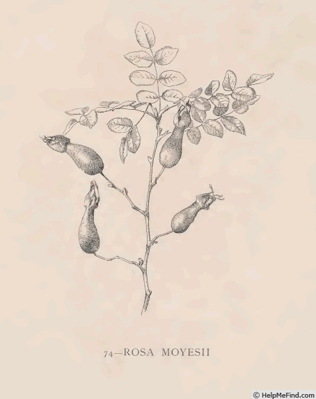 '<i>Rosa moyesii</i> Hemsl. & E.H.Wilson' rose photo